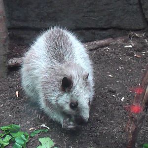 North Luzon Cloud Rat - RSCC August 2010