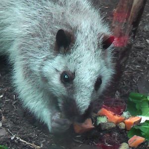 North Luzon Cloud Rat - RSCC August 2010