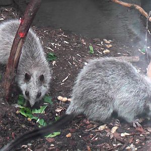 North Luzon Cloud Rat - RSCC August 2010