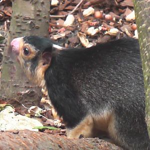 Sri Lankan Giant Squirrel - RSCC August 2010