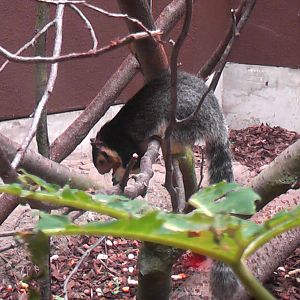 Sri Lankan Giant Squirrel - RSCC August 2010