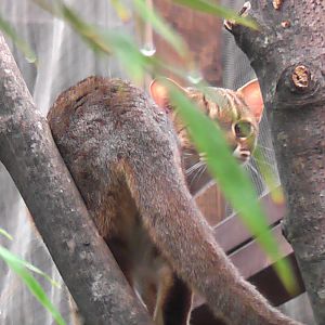 Rusty Spotted Cat - RSCC August 2010