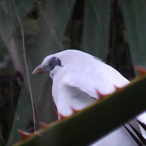Bali Starling - RSCC August 2010