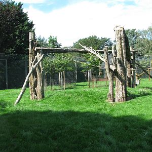 Colobus enclosure improvements