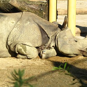 Indian rhino "Sundari"