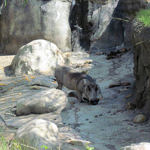 Africa-Warthog