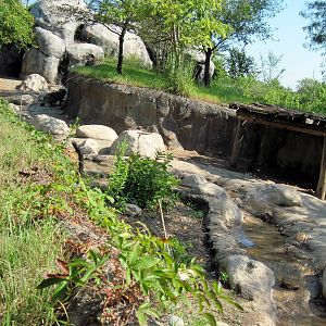 Africa-Warthog Exhibit