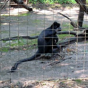 Africa-Black Mangabey