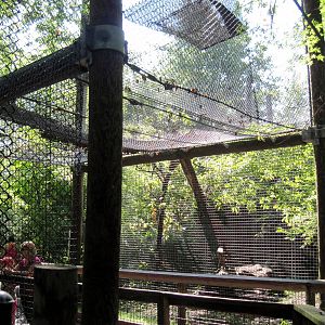 Africa-Leopard Exhibit