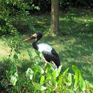 Africa-Saddle Billed Stork