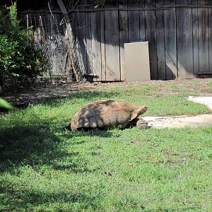 Africa-Giant Tprtoise