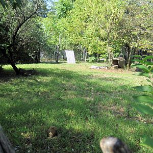 Africa-Duiker Exhibit