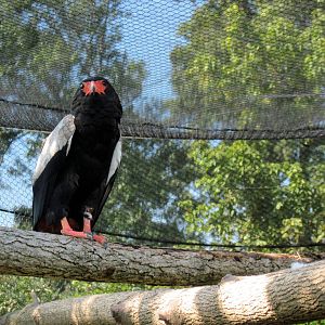Africa-Bateleur Eagle