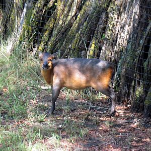 Africa-Duiker