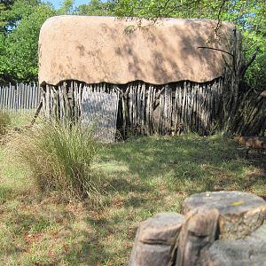 Africa-Duiker Exhibit