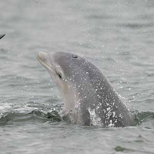 Bottle-nosed dolphin calf