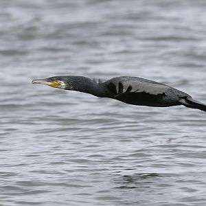 Great cormorant in flight