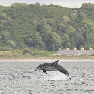 Bottle-nosed dolphin breaching