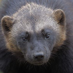 Wolverine closeup