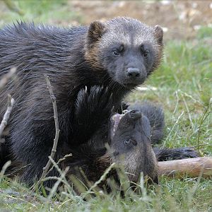 Wolverines
