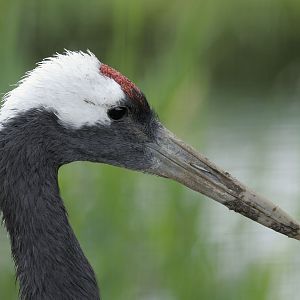 Manchurian crane adult