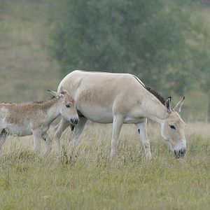 Onagers