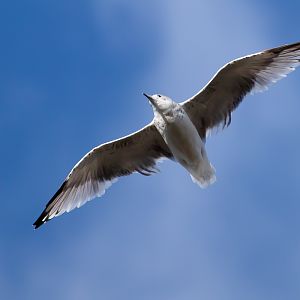 Herring Gull