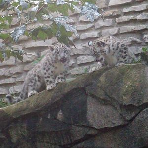 Snow Leopard Cubs