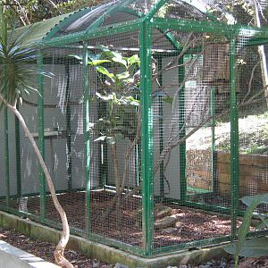 aviary for red-and-yellow barbets (Trachyphonus erythrocephalus)