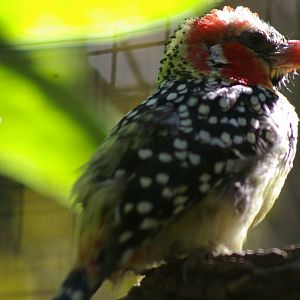 red-and-yellow barbet (Trachyphonus erythrocephalus)