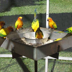 sun conures