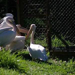 Eurasian white pelican (Pelecanus onocrotalus)