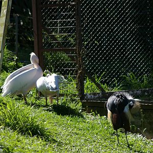 Eurasian white pelicans and grey-necked crowned crane