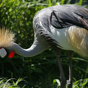 Grey-necked crowned crane (Balearica regulorum)