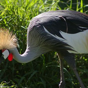 Grey-necked crowned crane (Balearica regulorum)