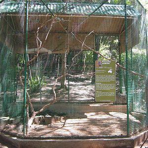 budgie aviary