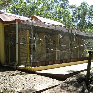 exotic parrot aviaries