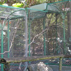 aviary for Java sparrows