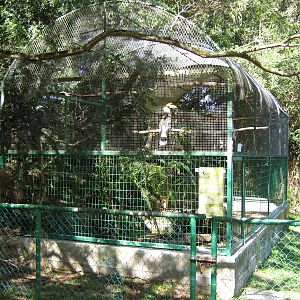 aviary for great Indian hornbill (Buceros bicornis)