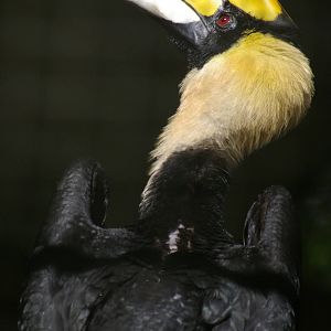great Indian hornbill (Buceros bicornis)