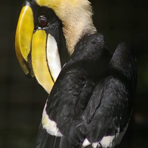 great Indian hornbill (Buceros bicornis)