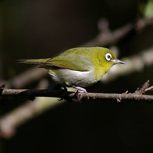 green-backed white-eye (Zosterops xanthochroa)