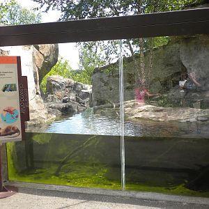 Asian Small Clawed Otter Exhibit  [Asia Trail]