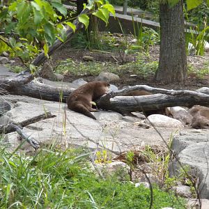 Asian Small Clawed Otter Exhibit  [Asia Trail]