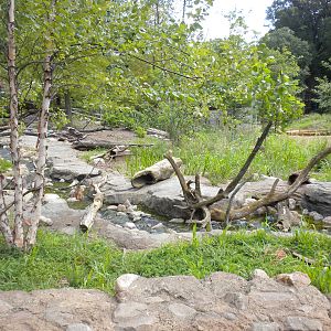 Asian Small Clawed Otter Exhibit  [Asia Trail]