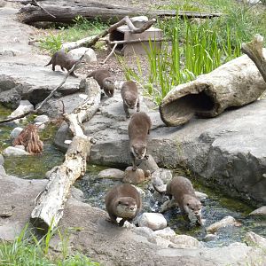 Asian Small Clawed Otter Exhibit  [Asia Trail]