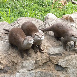 Asian Small Clawed Otter Exhibit  [Asia Trail]