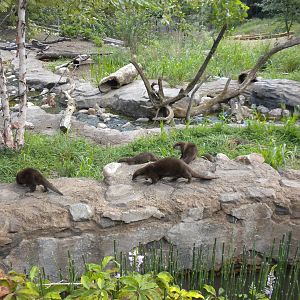 Asian Small Clawed Otter Exhibit  [Asia Trail]