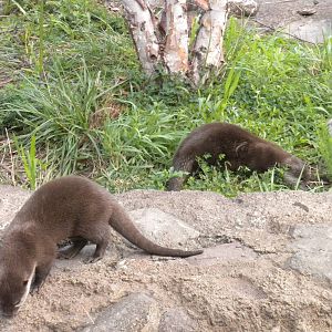 Asian Small Clawed Otter Exhibit  [Asia Trail]