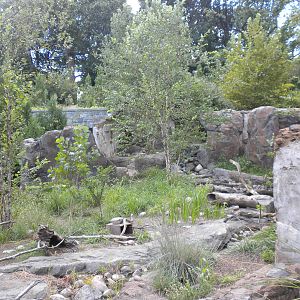 Asian Small Clawed Otter Exhibit  [Asia Trail]